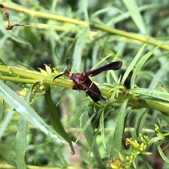 Vitacea scepsiformis