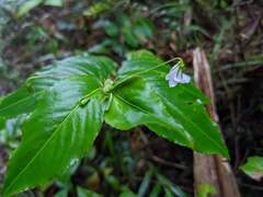 Impatiens walleriana