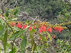 Warszewiczia coccinea