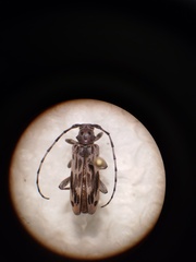 Tigrinestola tigrina