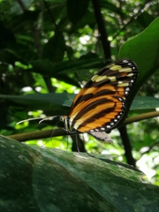Melinaea lilis imitata