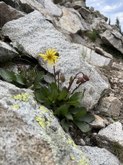 Senecio amplectens holmii