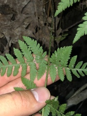 Dryopteris carthusiana