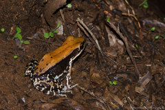 Hydrophylax bahuvistara