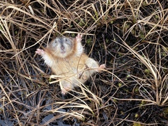 Dicrostonyx groenlandicus