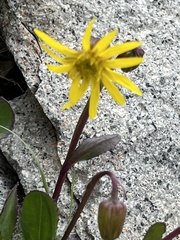 Senecio amplectens holmii