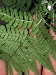 Dryopteris carthusiana
