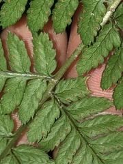 Dryopteris carthusiana