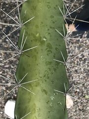 Acanthocereus tetragonus