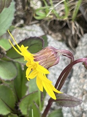 Senecio amplectens holmii