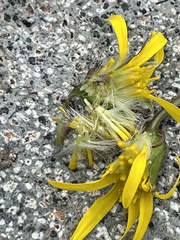 Senecio amplectens holmii