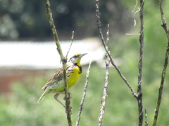 Sturnella magna auropectoralis