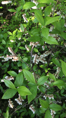 Eubotrys racemosa