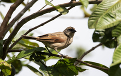 Agelaioides fringillarius