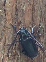 Prionus insularis