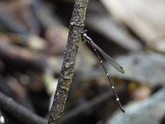 Protosticta khaosoidaoensis