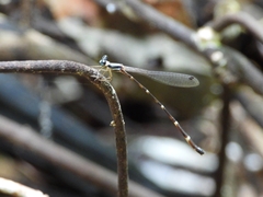 Protosticta khaosoidaoensis