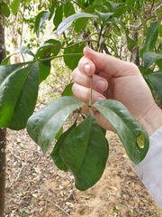 Melicope micrococca