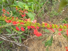 Warszewiczia coccinea
