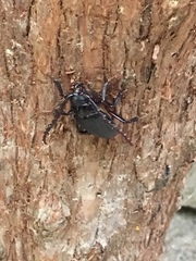 Prionus insularis