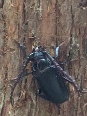 Prionus insularis