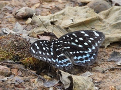Lexias albopunctata