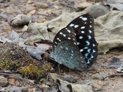Lexias albopunctata