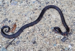 Micrurus steindachneri