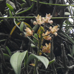 Dendrobium rotundatum