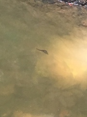 Cynops pyrrhogaster