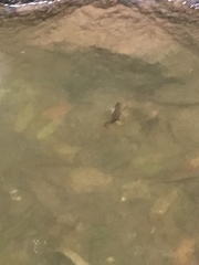 Cynops pyrrhogaster