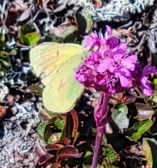 Colias hecla