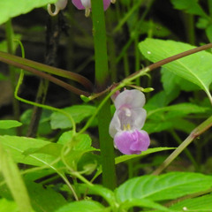 Impatiens tripetala