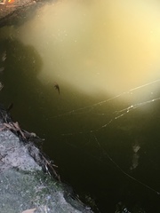 Cynops pyrrhogaster
