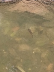 Cynops pyrrhogaster