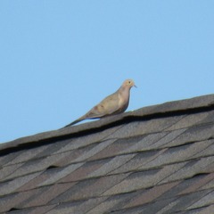 Zenaida macroura carolinensis