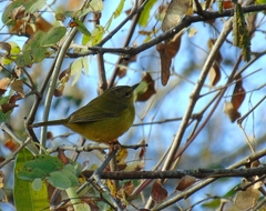 Myiothlypis bivittata