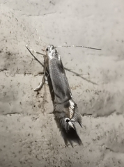 Phyllocnistis unipunctella