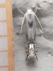 Phyllocnistis unipunctella