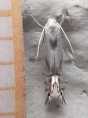 Phyllocnistis unipunctella