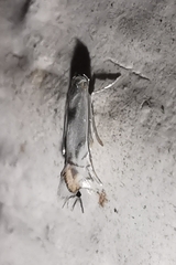 Phyllocnistis unipunctella