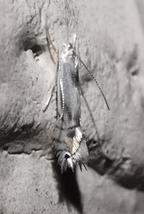 Phyllocnistis unipunctella