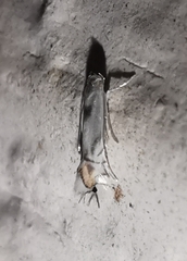 Phyllocnistis unipunctella