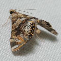 Neargyractis slossonalis