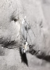 Phyllocnistis unipunctella