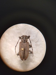 Glaucotes yuccivorus