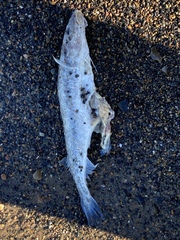 Gadiformes