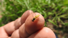 Toxomerus marginatus