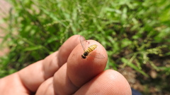 Toxomerus marginatus