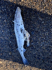 Gadiformes